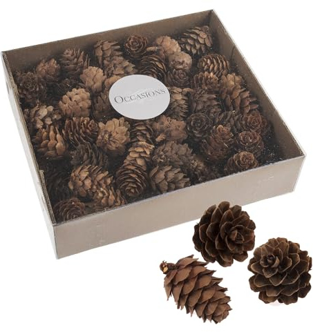 100 Bulk Box 3-5 cm Natur Tannenzapfen in transparenter Wanne