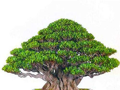 PlenTree Ein 20PCS Banyan Tree s Ficus Ginseng s Bonsai-Baum für DIY Hausgarten Semente von s auf der ganzen Welt li: Grün