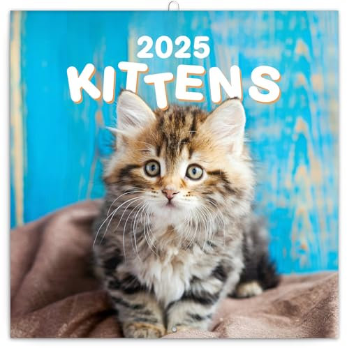 NOTIQUE Wandkalender Kätzchen 2025 Kalender, Broschürenkalender mit Monatskalendarium, Broschurkalender Tierkalender 30 x 30 cm (30x60 Geöffnet)
