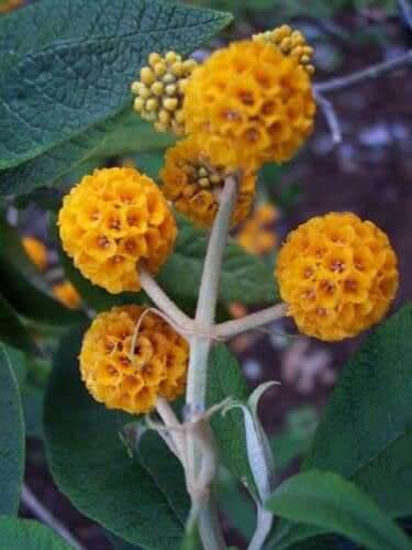 8 Graines de Buddleia Globuleux (Buddleja Globosa) H230 Graines d'Arbre Boule d'Oranger