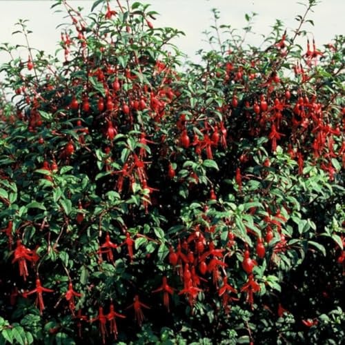 Fuchsie - Fuchsia - Staude - 6 Pflanzen