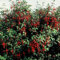 Fuchsie - Fuchsia - Staude - 6 Pflanzen