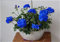Generische frische 100 Stück Geranie Blumensamen zum Pflanzen von Blau