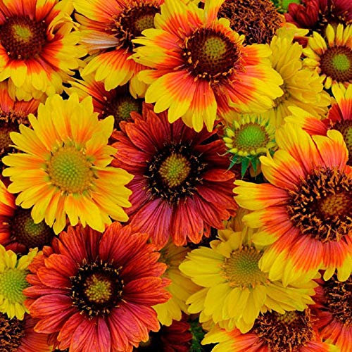 Gaillardia aristata Mix Coperta Fiore - circa 350 Seeds:Seeds Only
