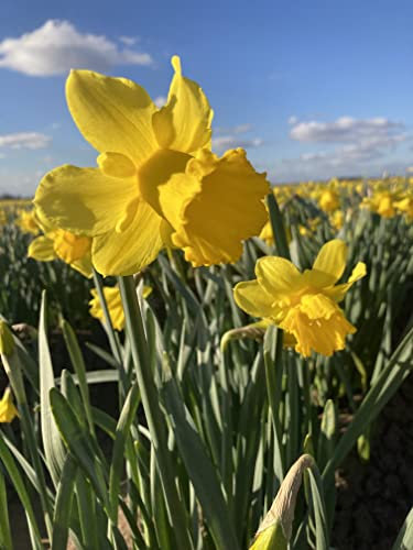 50 x Daffodil 'Yellow Trumpet' Bulbs Ready to Plant (Free UK Postage)