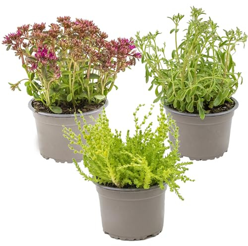 3x Rockplants Mix – Felsenpflanzen – Bodendecker – Pflegeleicht – ⌀14 cm - 10-15 cm