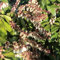 Andromède du Japon 'Mountain Fire' - Pieris japonica ‘Mountain Fire’ - 20-30 cm pot