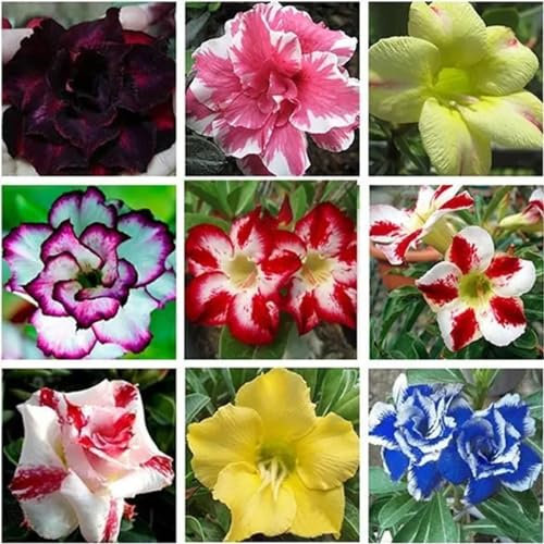 Desert rose plant zwiebeln,winterhart,wüstenrosen,wüStenrose pflanze winterhart mehrjäHrig,wüstenrose zimmerpflanze,adenium pflanze,wüstenrose bonsai,WüStenrose Pflanze Knolle.-2zwiebeln-A