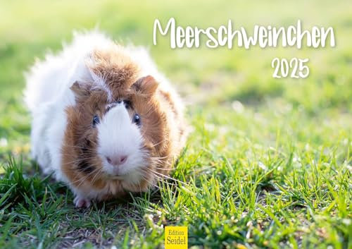 Edition Seidel Premium Kalender Meerschweinchen 2025 Format DIN A3 Wandkalender Tierkalender Haustier Meerschwein Nager