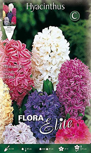 Portal Cool Paquete de semillas: Bulbi Jacinto del jardín del otoño Mix Colors Pack 3 Bulbi fragante Bulbos