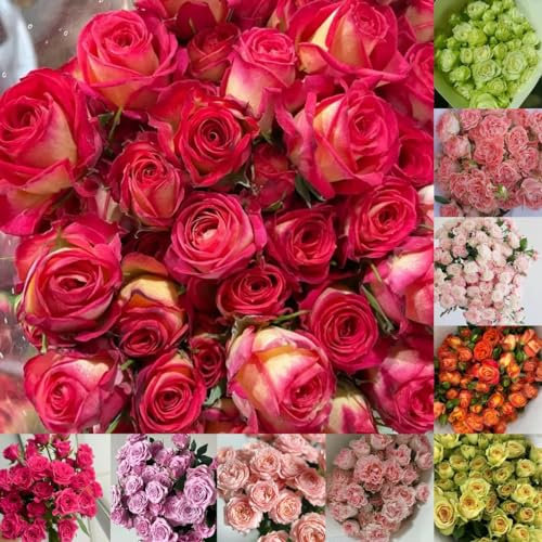 300 pcs Rosensamen frühlingsblumen, winterharte kübelpflanzen Rosensamen Zum Pflanzen zimmerpflanzen samen, pflanzen garten bio saatgut, samen geschenk bienenwohl, exotische zimmerpflanzen