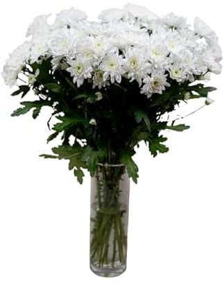 Bouquet de Flores Blancas MARGARITAS Crisantemo con 100 Flores Largas y Resplandecientes