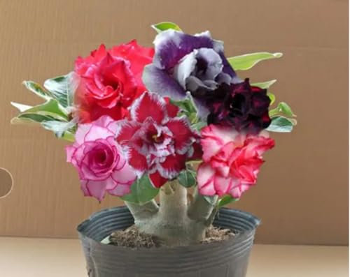 Rosa Del Desierto Planta, Plantas Perennes,Apocynia Tolerantes A La SequíA, FloracióN Constante,Bulbos En Flor,Rosas De Invernadero,Plantas De Bulbo-1bulbo-C