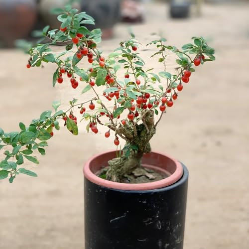 50 pcs Goji Beeren Samen, bonsai baum, gewächshaus Lycium chinense, winterharte stauden, bonsai topf säulenobst, geschenke exotische früchte pflanztöpfe gartenpflanzen frisches obst