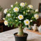 Rosa del desierto - Plantas resistentes a la sequía y al calor - Plantas suculentas con flores en maceta - Se pueden plantar en interiores y exteriores - Crecimiento rápido-1bulbos-B