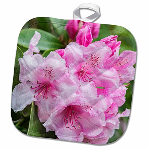 3dRose Washington State, Bellevue, Rhododendron Topflappen, Baumwolle, Weiß, 8 x 8