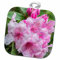 3dRose Washington State, Bellevue, Rhododendron Topflappen, Baumwolle, Weiß, 8 x 8