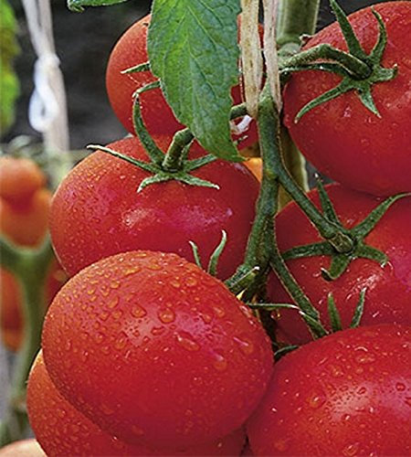 Tomaten BIO Geschmackstomaten Berner Rose, keine Hybride!