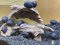 Topbilliger Tiere Anthrazit - Napfschnecke Stahlhelmschnecke 5X Aquarium
