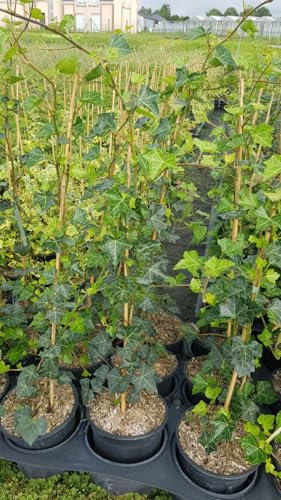 Hedera 'Hibernica' / Lierre d'Irlande/Conteneur de 3 à 4 litres/Tuteuré