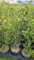 Hedera 'Hibernica' / Lierre d'Irlande/Conteneur de 3 à 4 litres/Tuteuré