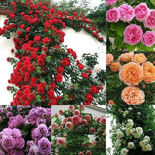 Luojuny Rosensamen, 300 Stück/Beutel, Rosensamen, umweltfreundlich, schnelle Keimung, 4 Farben, bunter Gartenblumensamen zum Pflanzen Rose