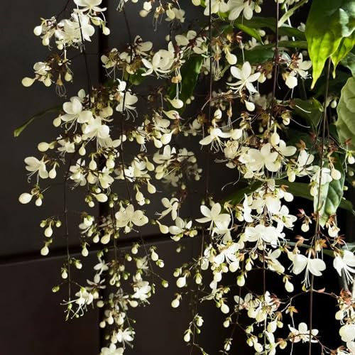 100 Pcs Jasmin Pflanze Samen, Luftreinigende Zimmerpflanzen, Kletterpflanzen Bio Saatgut (Clerodendrum Wallichii) Gartenblumen, Zimmerpflanzen Samen Topfpflanzen Draußen Winterhart,