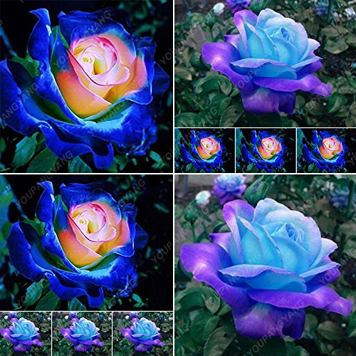 Fleur de rose bleu foncé Chine Couleur rare Belle fleur Bonsaï Graines DIY Maison Jardin Rose Plantes en pot Livraison gratuite Lot de 100 graines