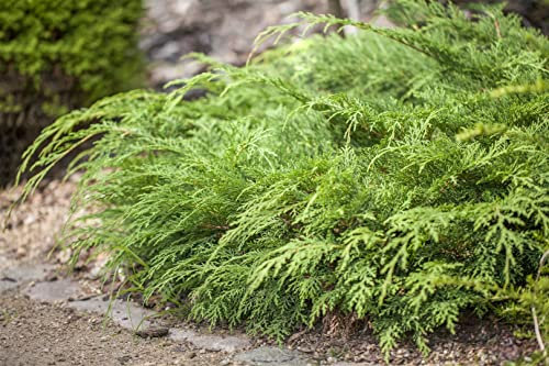Microbiota decussata 'Lucas' 20-30 cm - Sibirische Teppichzypresse, immergrün, ideal für Steingärten und Bodendecker, winterhart und pflegeleicht