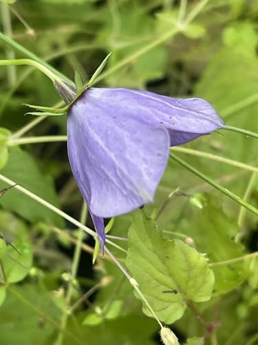 Campanula carpatica 9cm Pot