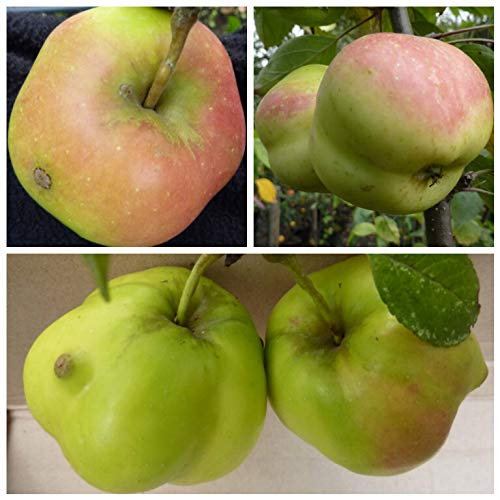 Apistar® Sternapfel Apfel mit kantiger Frucht Herbstapfel Apfelbaum Buschbaum