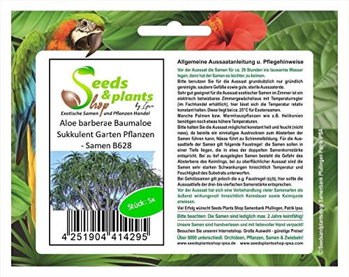 Stk - 5x Aloe barberae Baumaloe Sukkulent Garten Pflanzen - Samen B628 - Seeds & Plants Shop by Ipsa