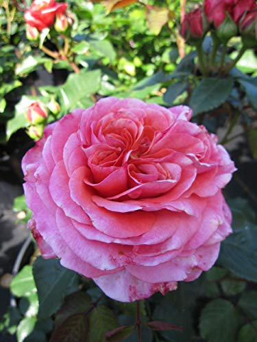 Baumschule Pflanzenvielfalt Rosa Mary Ann® - Nostalgie-Edelrose Mary Ann®