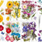 YoothBro 125 STÜCKE Echte Getrocknete Gepresste Blumen für Harzformen, Trockenpressen-Blumen-Set mit Schmetterlings-Aufklebern für die Herstellung von DIY-Schmuck, Nagelkarten Romantic Road