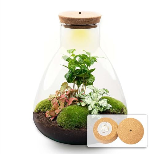 Terrario de Plantas • Sam Coffea con lámpara • Planta ecosistema con luz • ↑ 30 cm