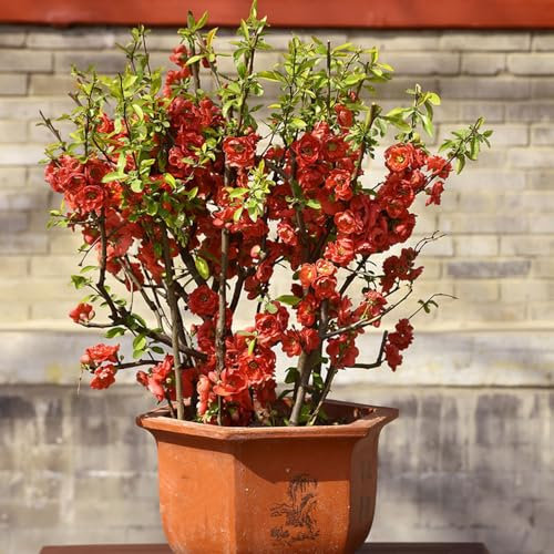 50 pcs begonien pflanzen samen pflanzen gartensamen Malus spectabilis, küchenkräuter garten geschenk blumenwiese samen steingartenpflanzen winterhart blumensamen bodendecker winterhart