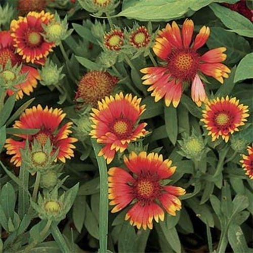 Frescas 1000 semillas - Semillas Gaillardia Aristata Wildflower