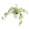 Leaf Design UK Realistic Artificial Foliage Plant, 30cm Variegated Potted Alocasia