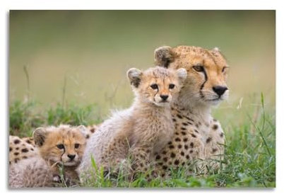 HAYZE Tierposter Südafrikanischer Gepard und sein Baby, dekorative Leinwand, Wand- und Kunstposter, Malerei, 30 x 45 cm