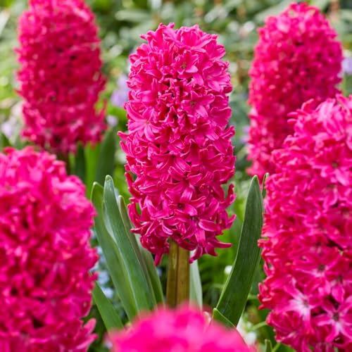 Hyacinthes Jan Bos (15 bulbes), Collection de jacinthes parfumées, 3 couleurs, vivace, rustique. Mélange de bulbes de fleurs en provenance des Pays-Bas pour le jardin, le pot (pas de graines).