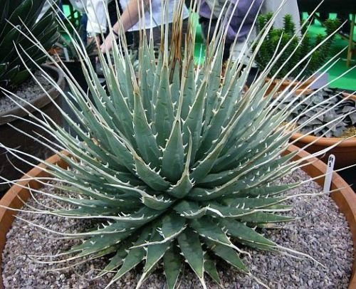Agave utahensis Eborispina esotico succulente rare semi di cactus pianta di aloe 15 SEMI