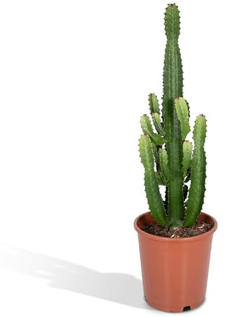 Euphorbia Acrurensis - Kaktus - Zimmerpflanze - Ø24cm - ↑60cm