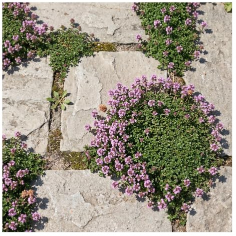 Stauden Gänge 50 x Thymus praecox 'Minor' Kriechender Thymian | Feinster Polsterthymian für Fugen und Sonne, Blüte Juni bis Juli, winterhart bis -20 Grad, 9x9 cm Topf