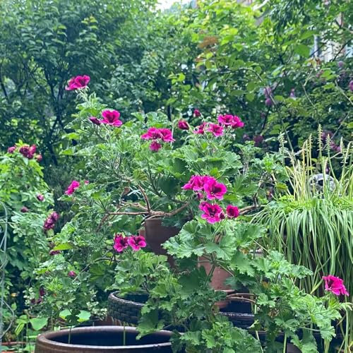 piante di geranio pendenti - semi fiori semi esotici di balcone gerani resistenti bonsai vaso per piante fiori recisi giardino resistenti 300pcs