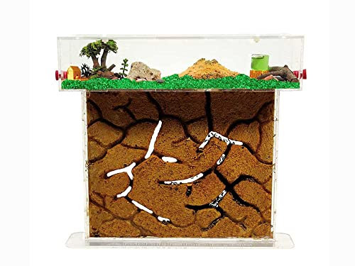ANTHILLSHOP Grande formicaio di sabbia naturale (decorazione verde) - Formiche incluse con regina.