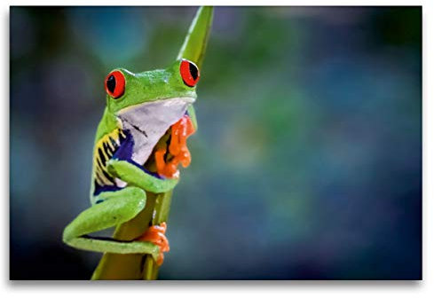 Leinwand · Premium Textil-Leinwand 120 cm x 80 cm quer Rotaugenlaubfrosch
