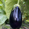 Haloppe 100 Unids Semillas de Verduras de Berenjena para la Plantación de Huertos, Semillas de Berenjena Semillas de Verduras Púrpura Oscuras Frescas para Jardín Semillas De Berenjena