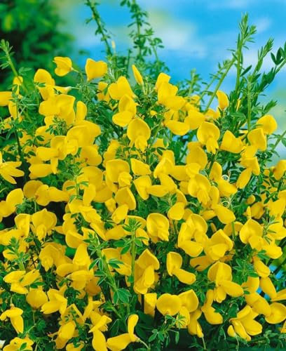 Cytisus scoparius 'Vanesse' 60-80 cm - Besenginster, rosarote Blüten, Blütezeit April-Juni, ideal für Rabatten, bienenfreundlich, pflegeleicht