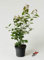Kupfer-Felsenbirne - Amelanchier lamarckii 40-60 cm hoch - Garten von Ehren