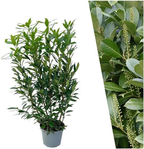 Plants by Frank | 25 Große Kirschlorbeer Pflanzen Herbergii für 10 laufende Meter Hecken | ↨ 100-125 cm im 12 Liter Topf | Prunus Herbergii | Heckenpflanzen | Sichtschutz garten | Lorbeer Pflanze